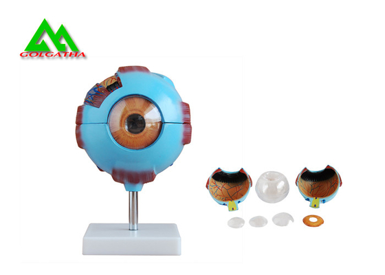 China Modelo anatômico médico do olho 3D, modelo humano da anatomia do globo ocular fornecedor